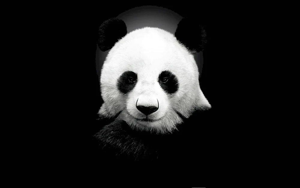 Panda wallpaper