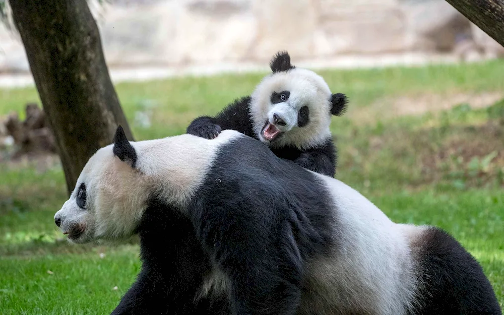 Big Panda with cub