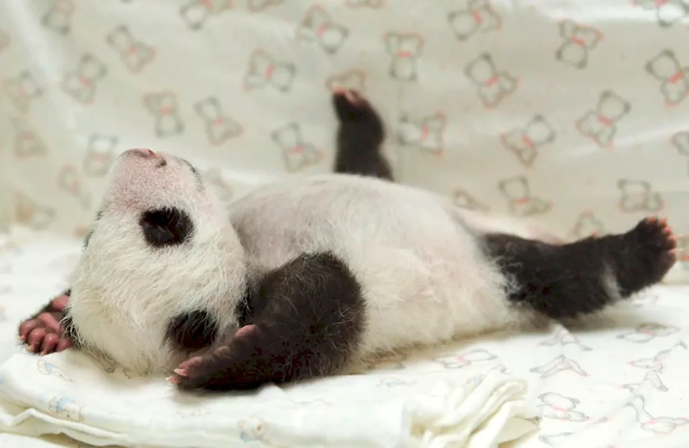 Panda with cub