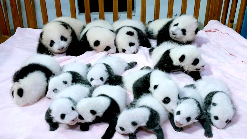 Panda with cub