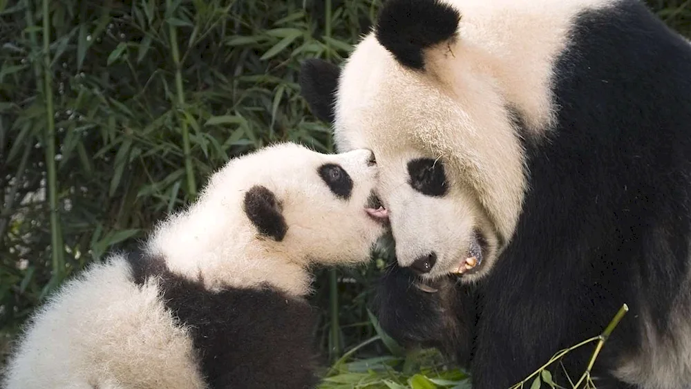 Panda with cub