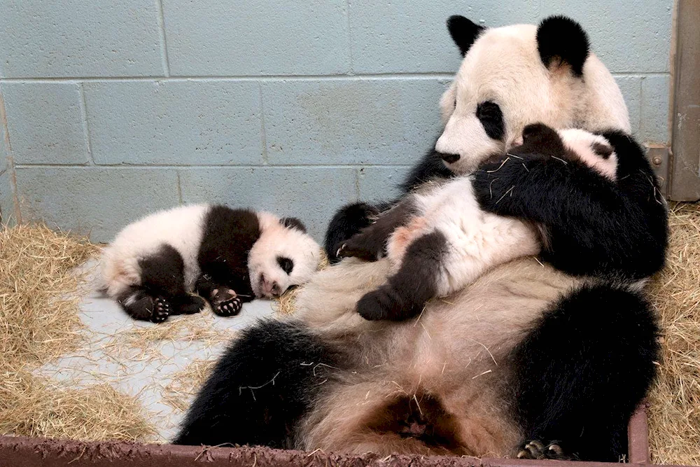 Panda wallpaper