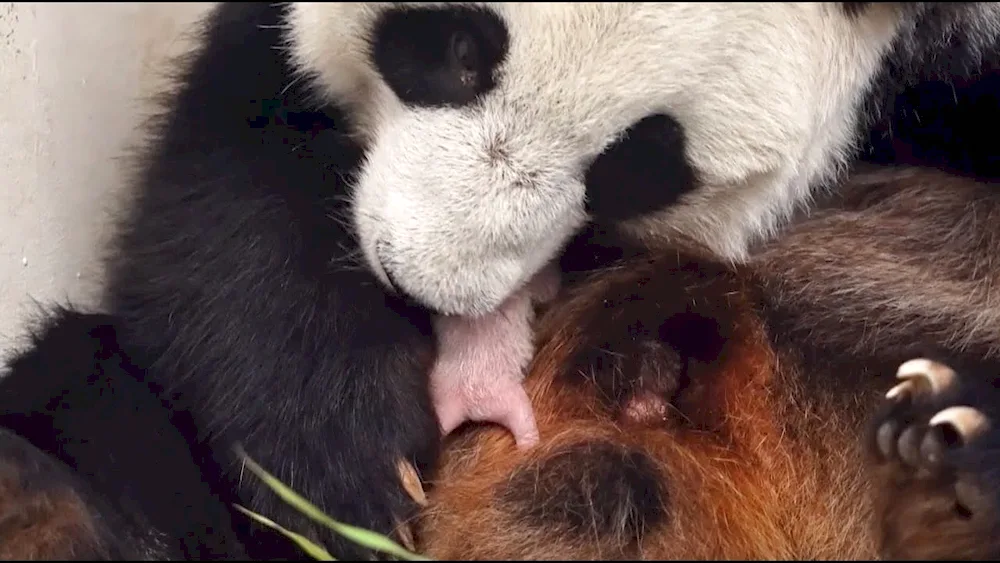 Liana panda bear