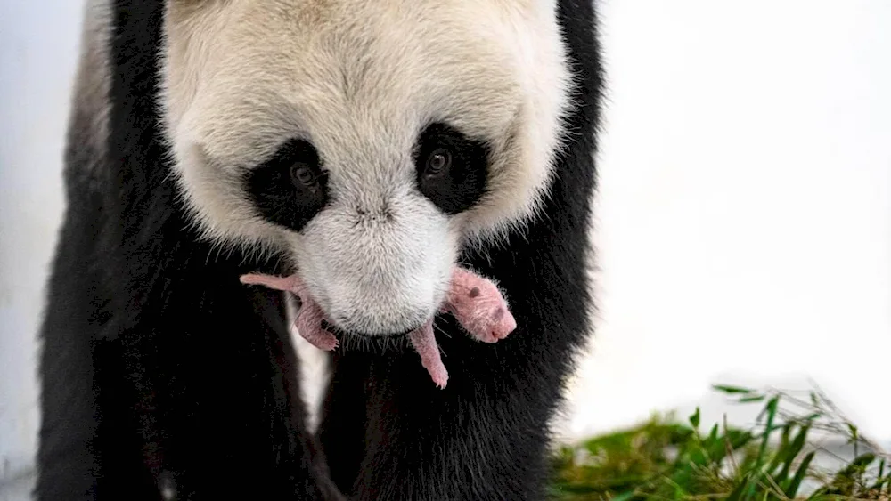 Jui Panda in Moscow Zoo