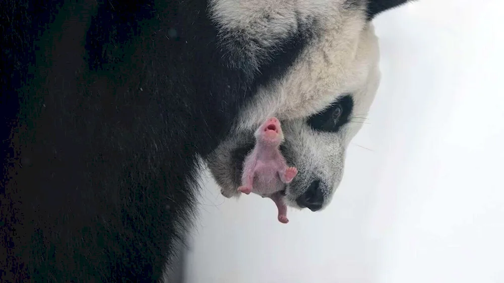 Giant Panda