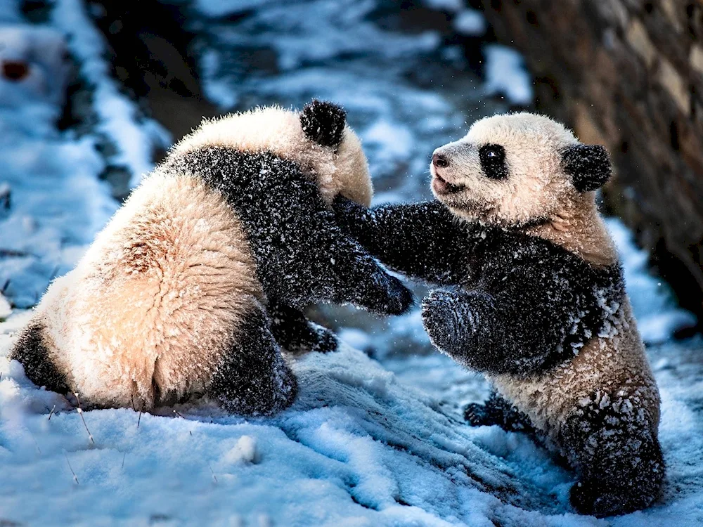 Occupied Panda