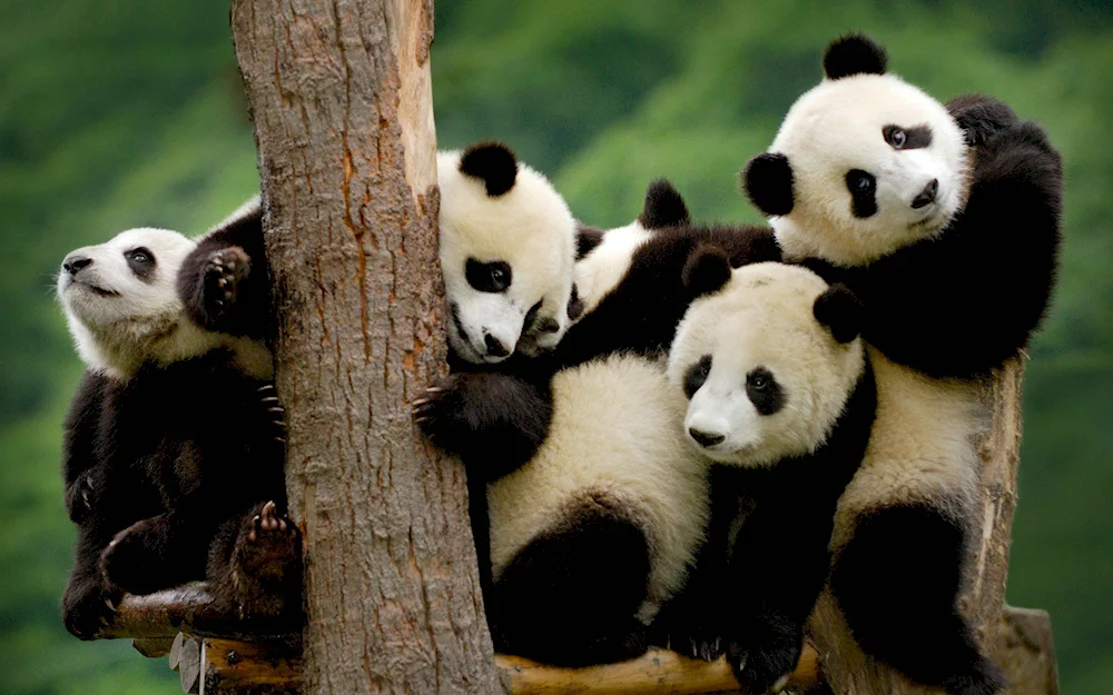 Pandas with cub