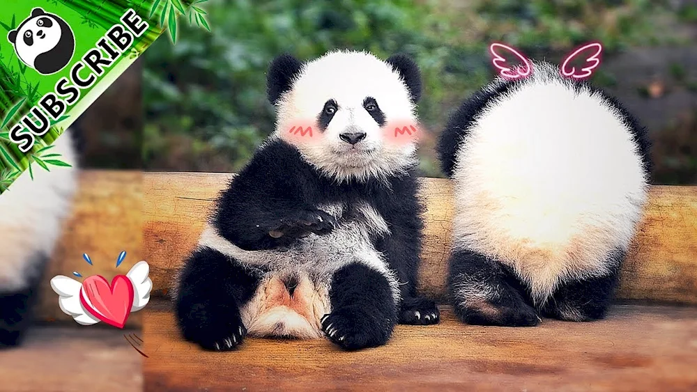 Pandas with cub