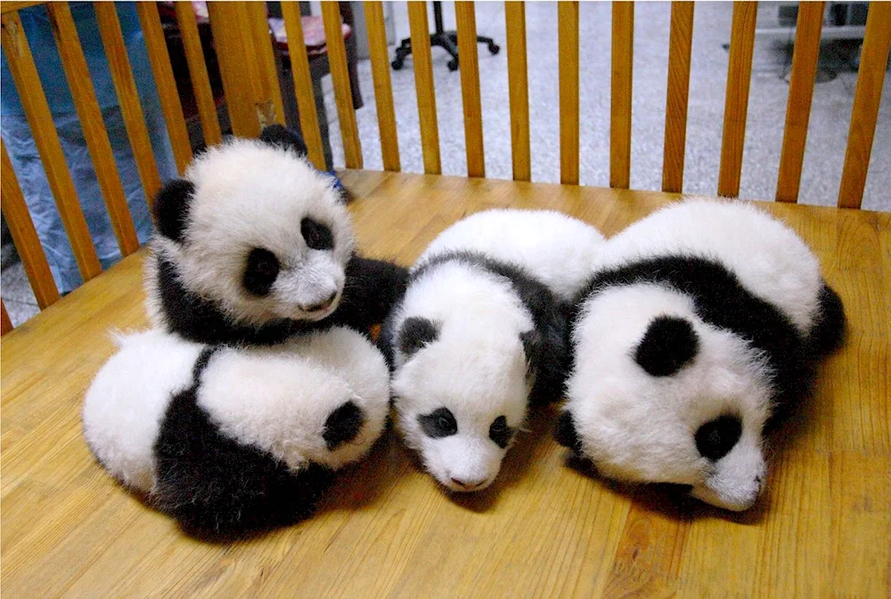 Big Panda
