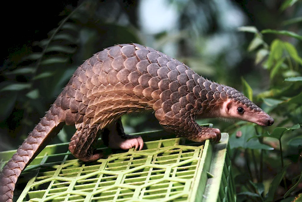 Pangolin