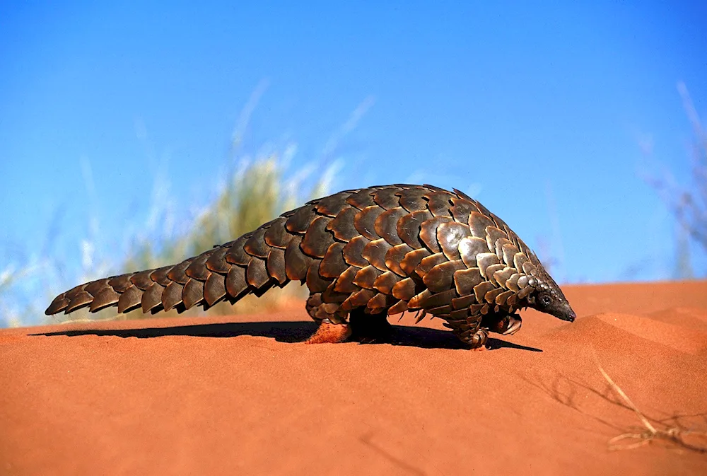 Blue koufia snake