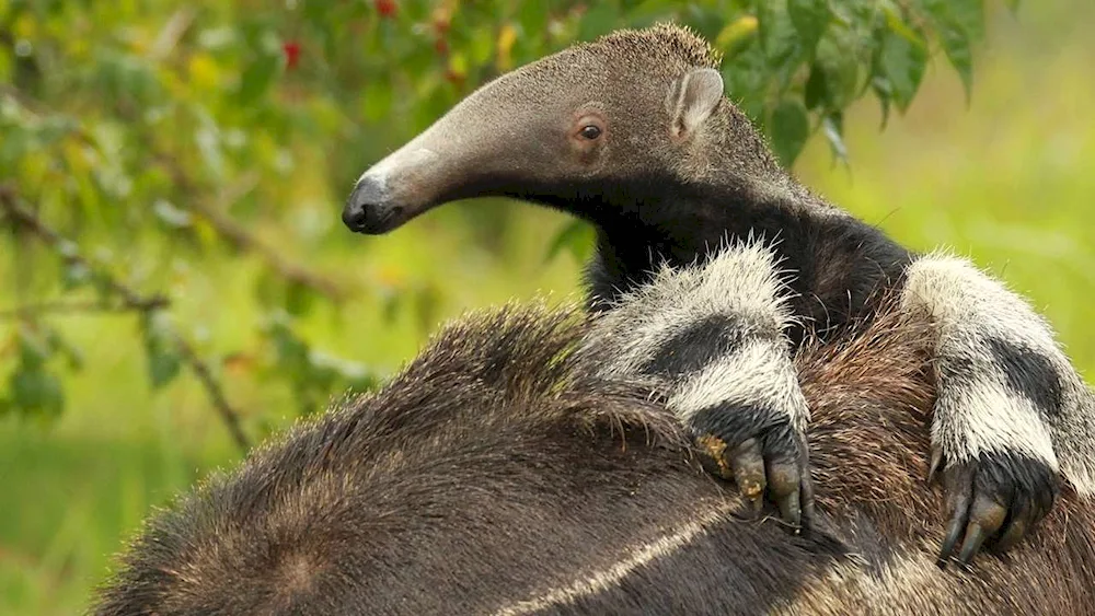 Pantanal giant anteater