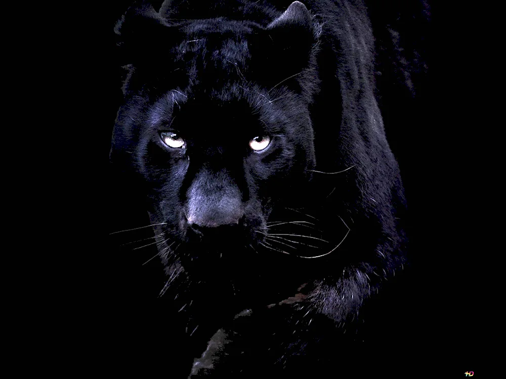 Panther Jaguar on a black background