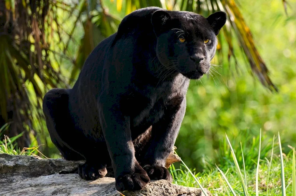 Panther. jaguar melanist jaguar melanist puma melanist puma and panther black panther 4k panther melanist puma melanist puma bagheera panther is a black leopard leopard leopard melanist panther melanist leopard panther melanist leopard panther. melanist