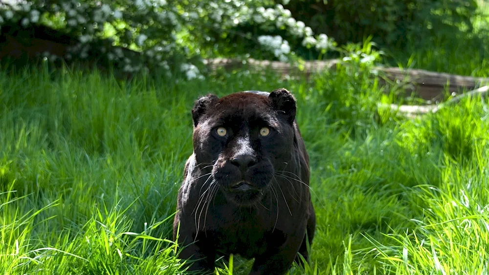 Schwarzer's panther 2014 black panther