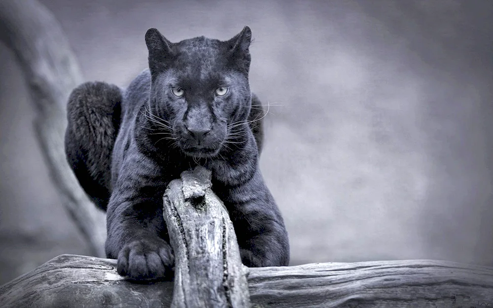 Panther melanist