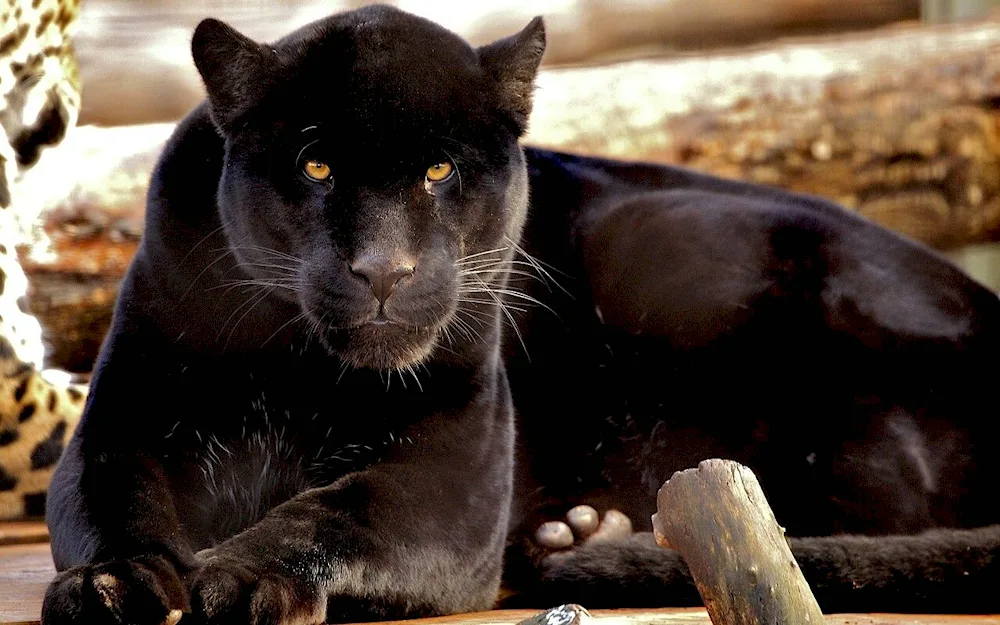 Panther melanist