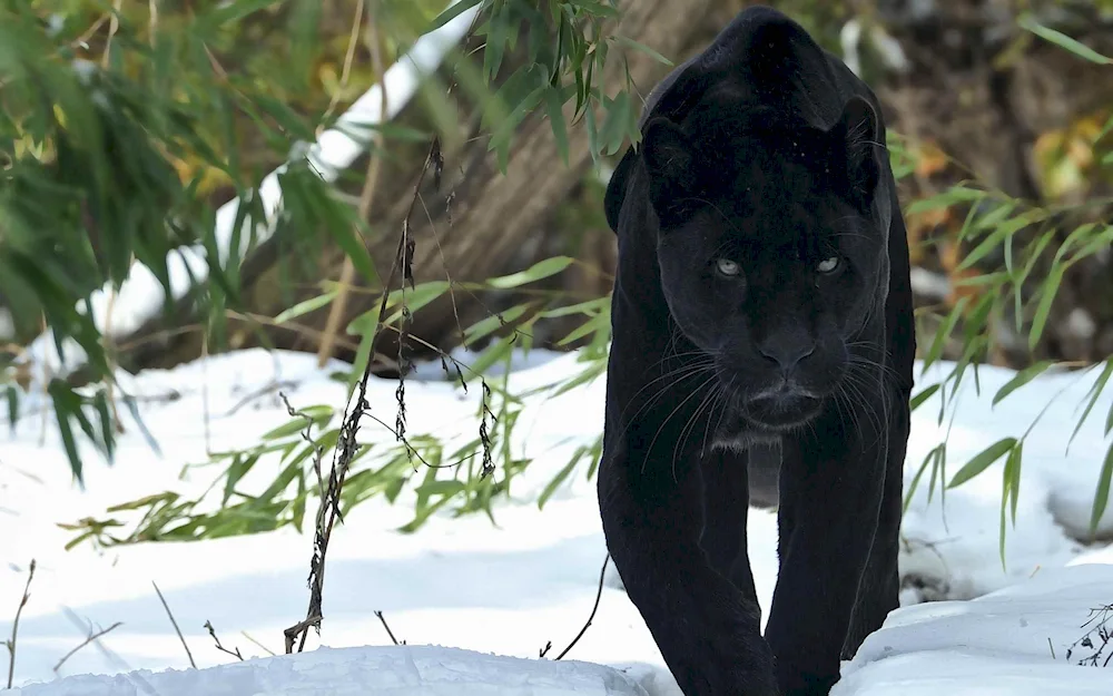 Schwarzer's panther’ 2014 black panther