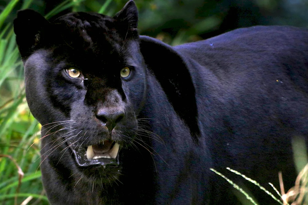 Cat Bombay panther