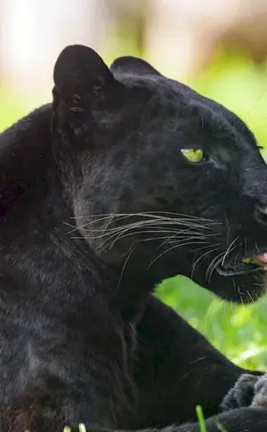 Panther in Africa