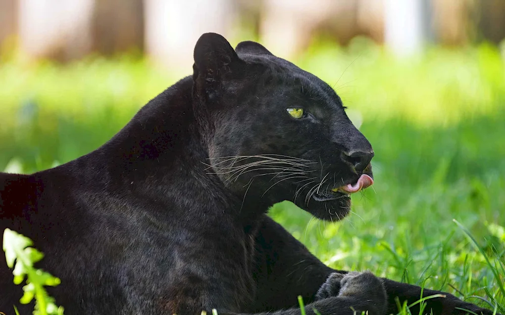 Panther in Africa