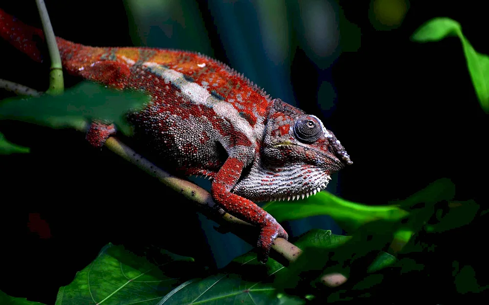 Panther chameleon red