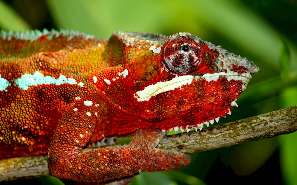 Eublefar gecko lizard