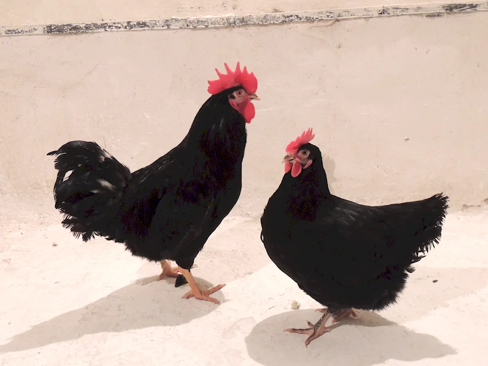 Panzier black hen