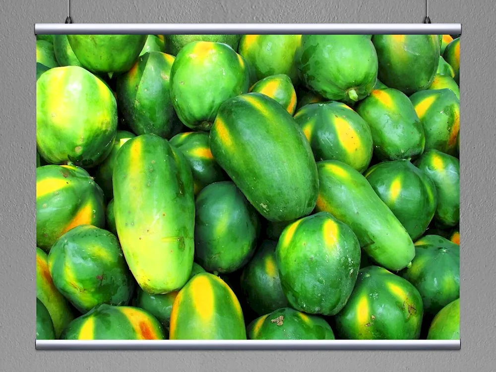 Alligator pear avocado