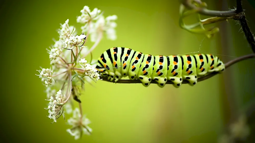 Papilio Machaon caterpillar