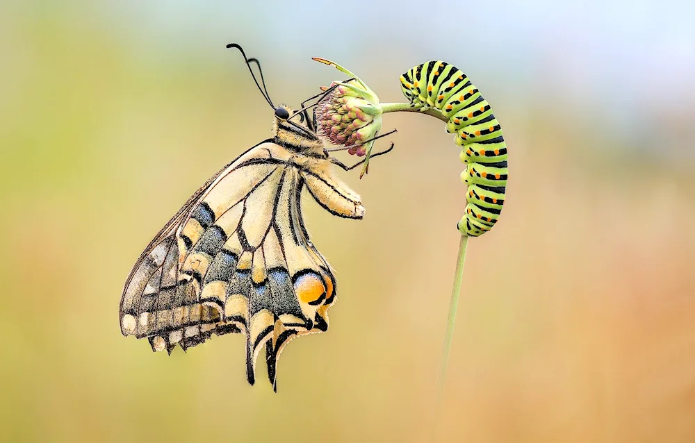 Papilio Machaon caterpillar and butterfly