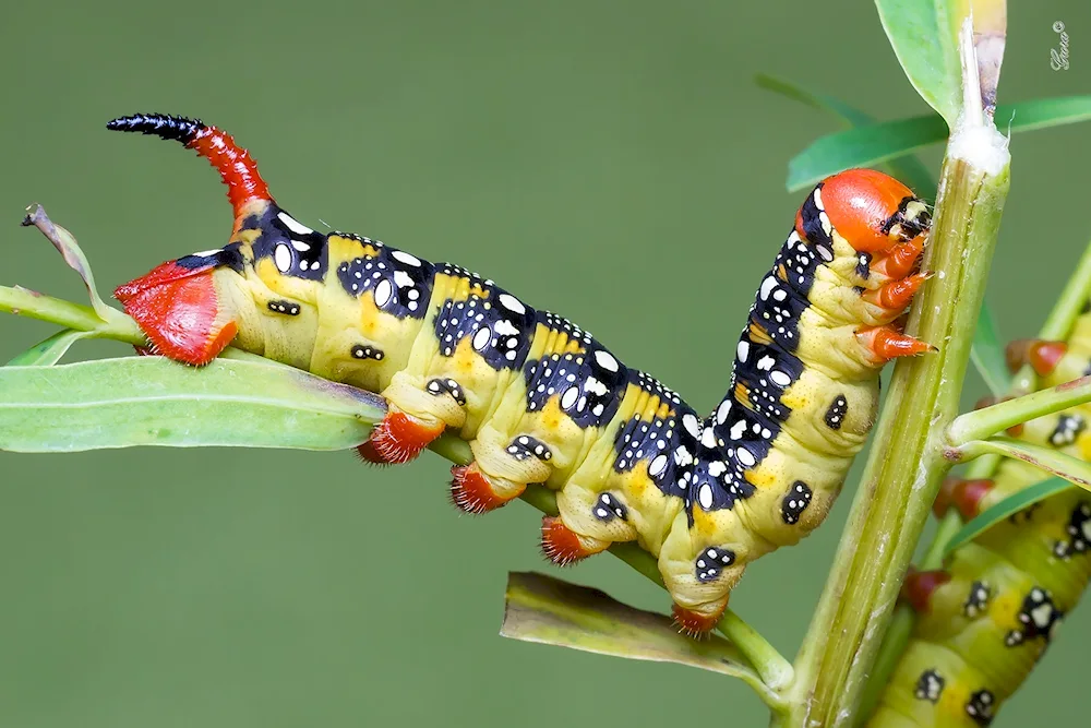 Face caterpillar