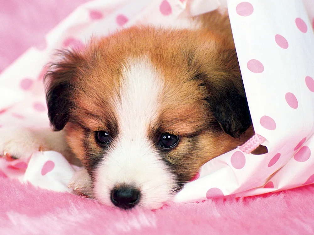 Papillon