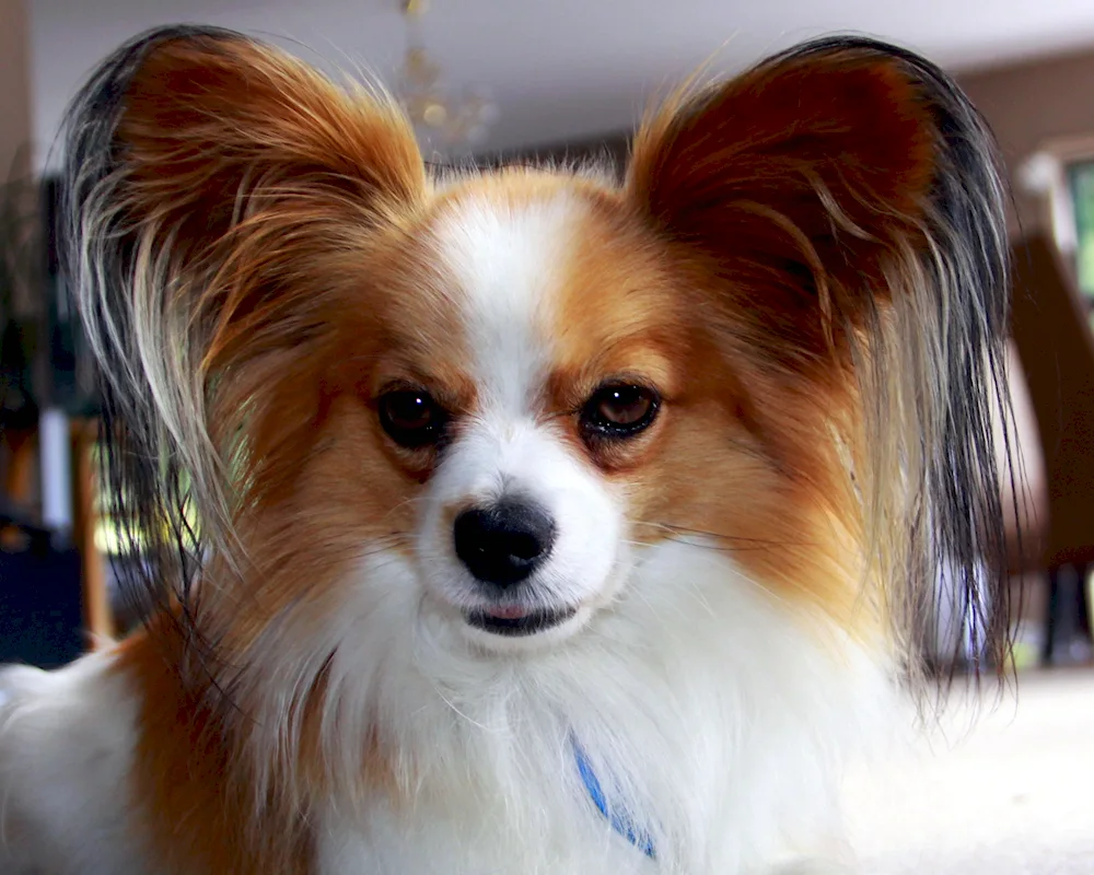 Papillon dog