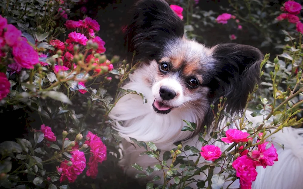 Dog with flowers