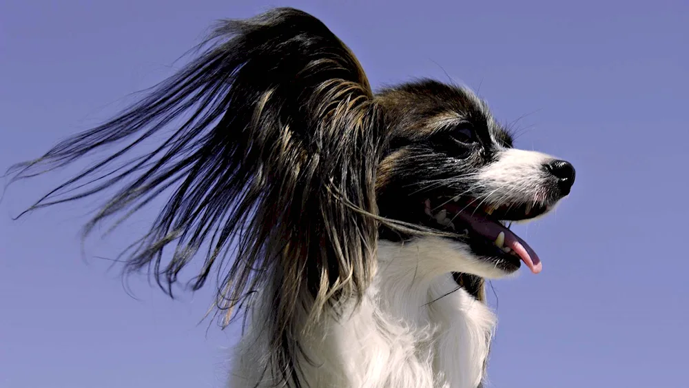 Dog Afghan Hound