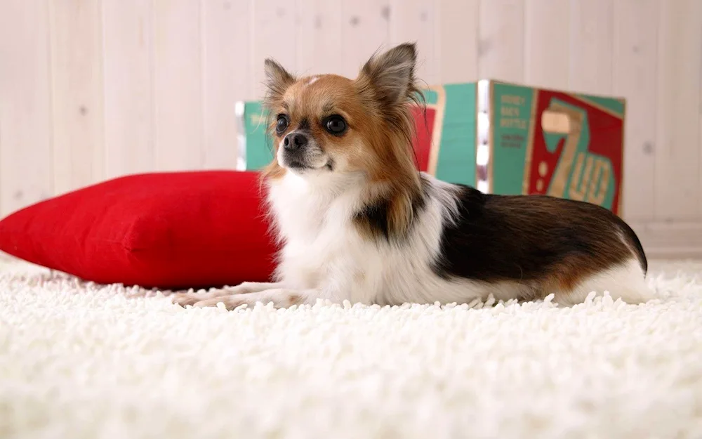 Papillon and Chihuahua