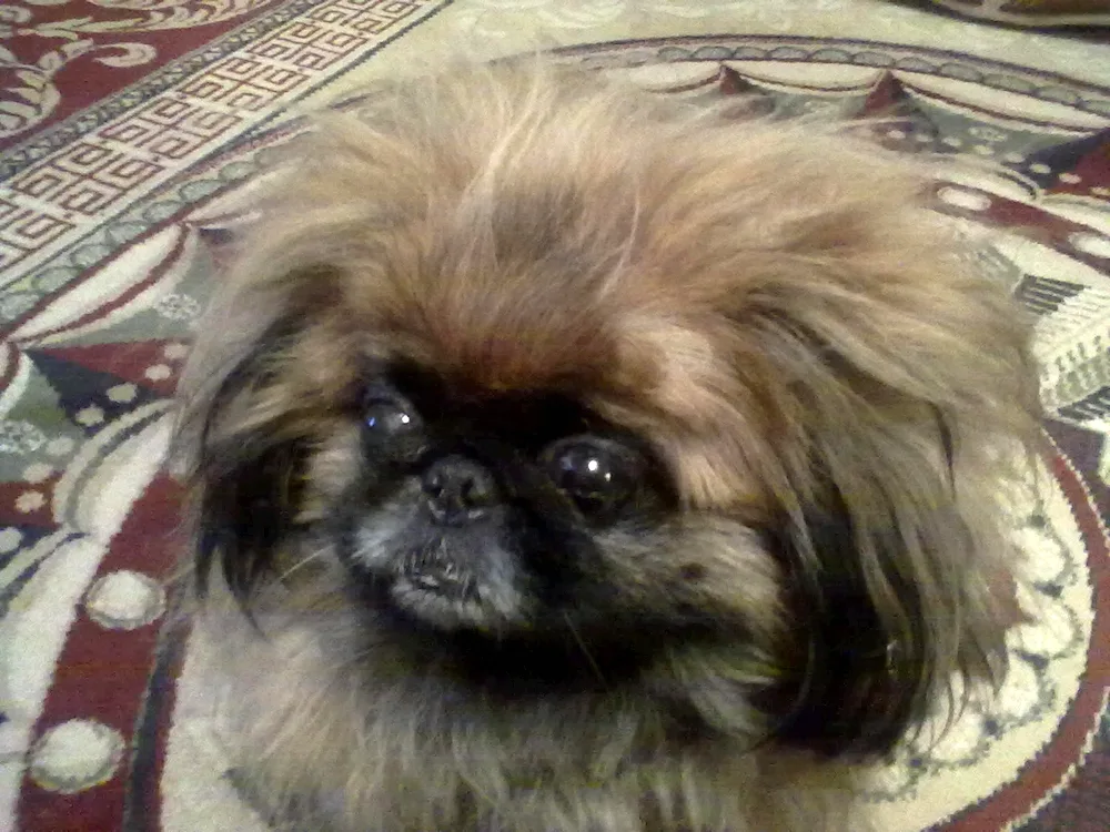 Papillon and Pekingese