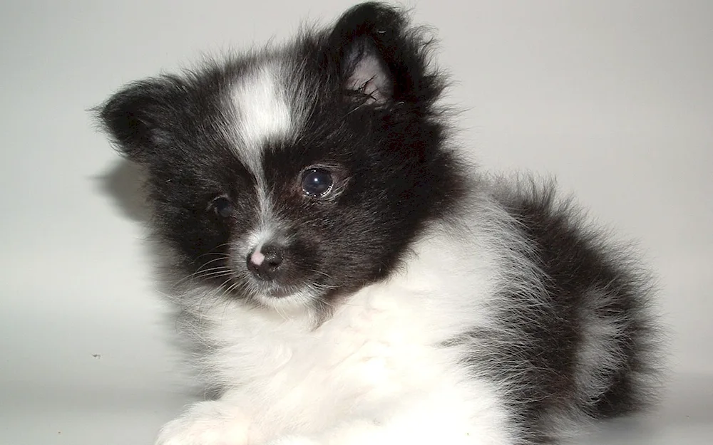 Papillon and Spitz