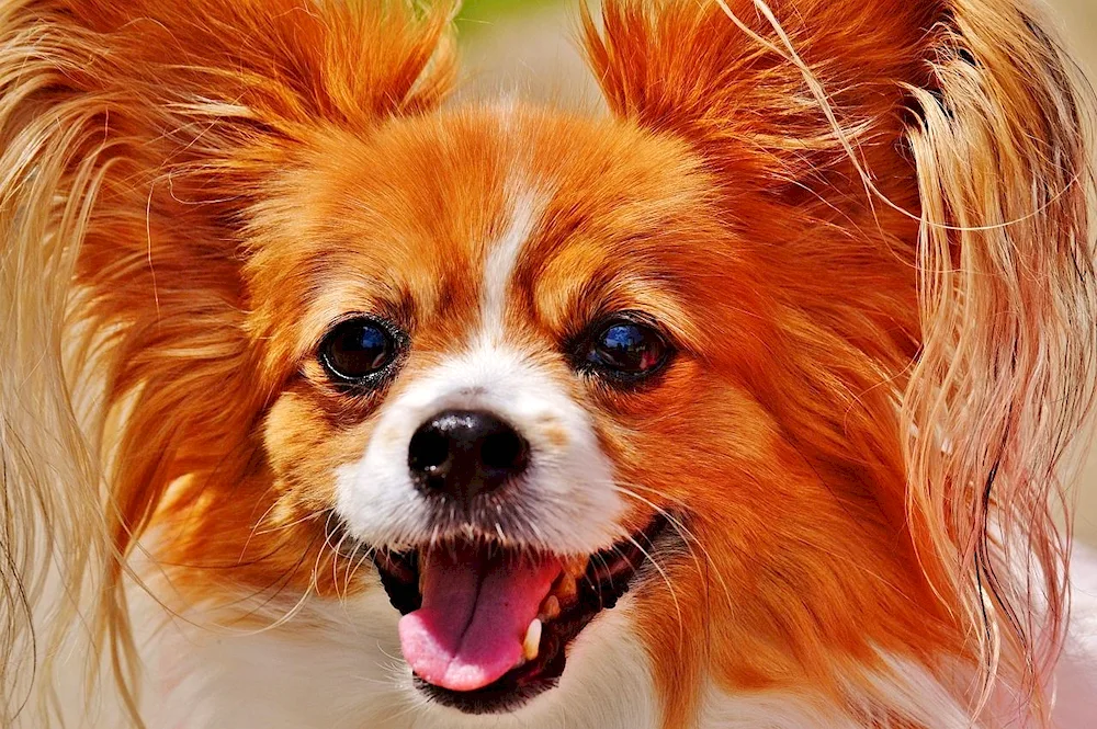 Papillon and Spitz