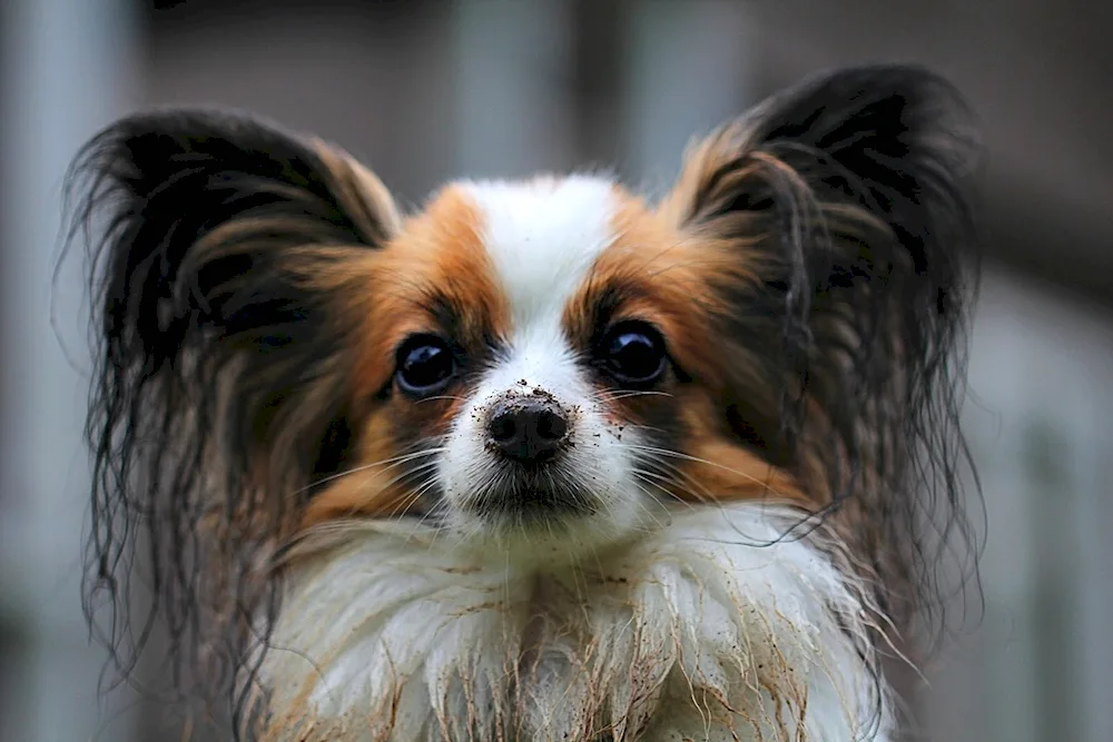 Papillon continental toga spaniel