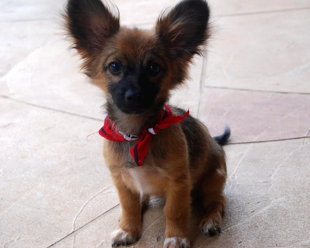 Papillon métis