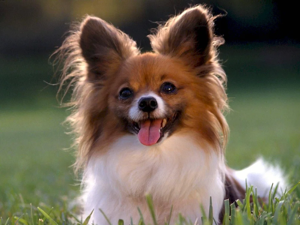 Papillon dog short-haired