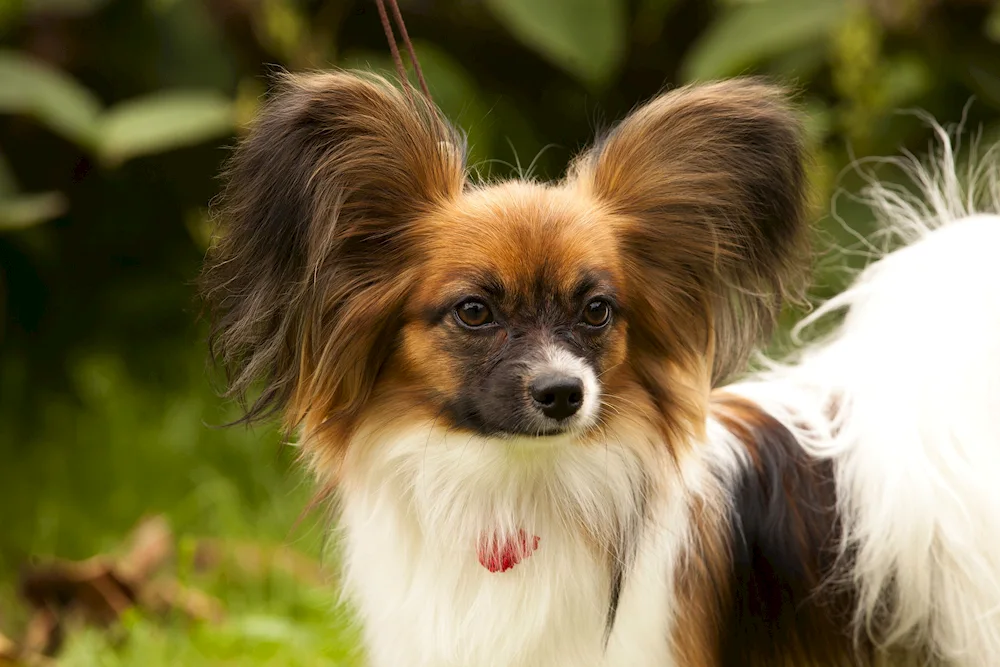 Papillon short-haired dog