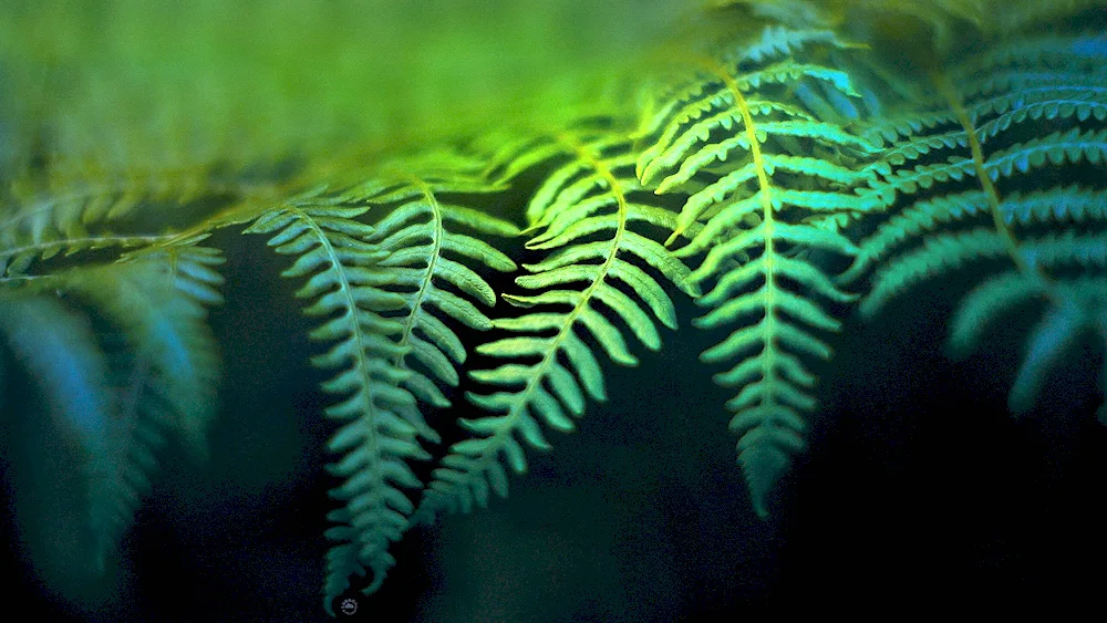 Ferns fern