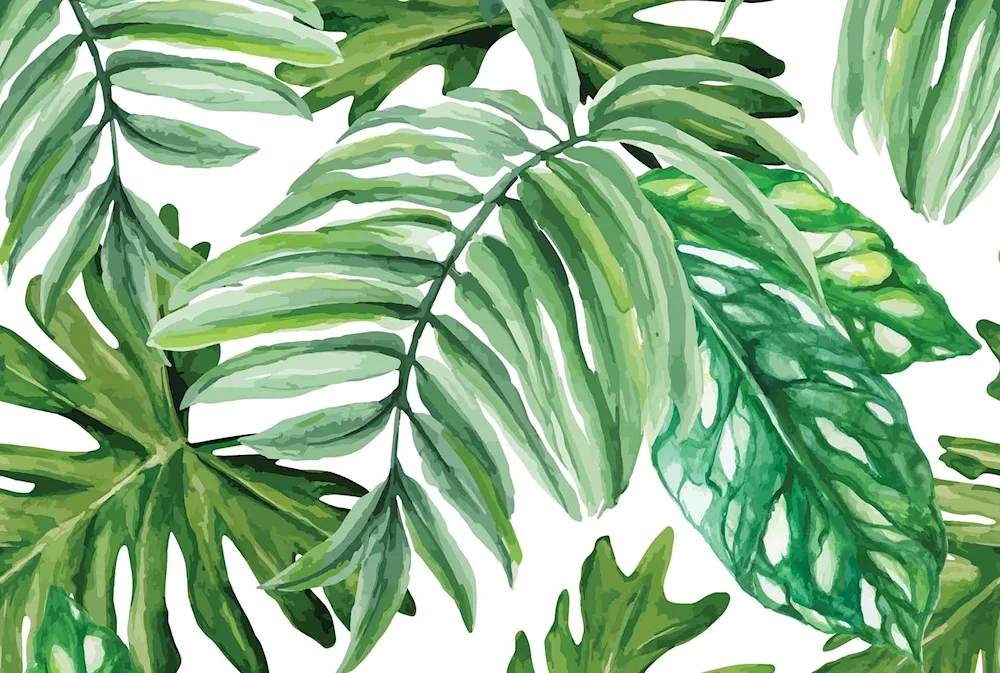 Monstera acravel