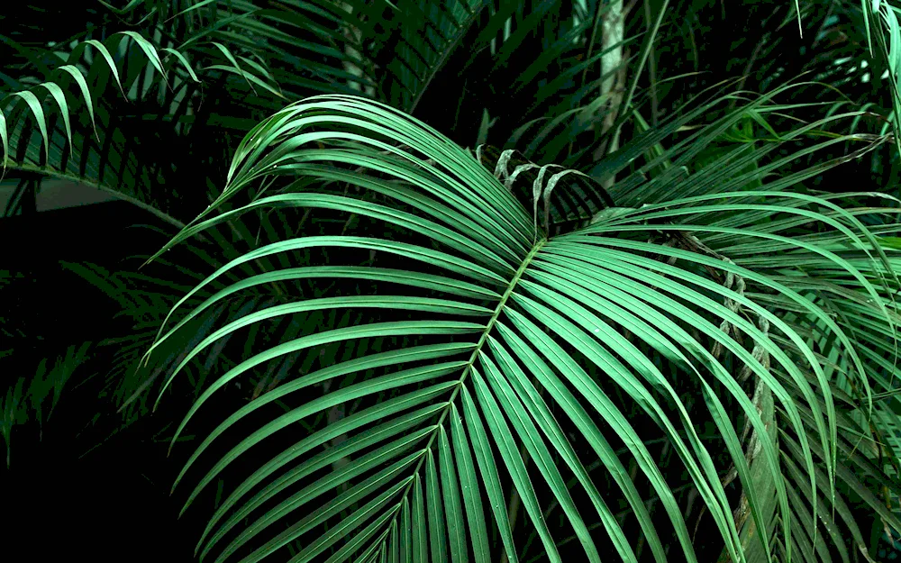 Monstera palm fern