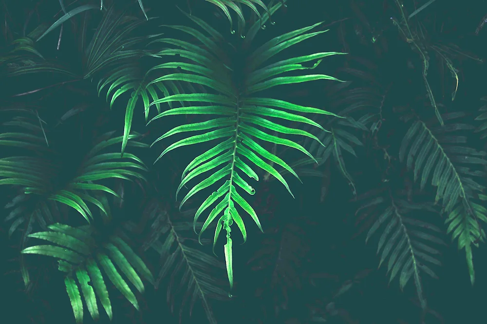 Monstera palm fern