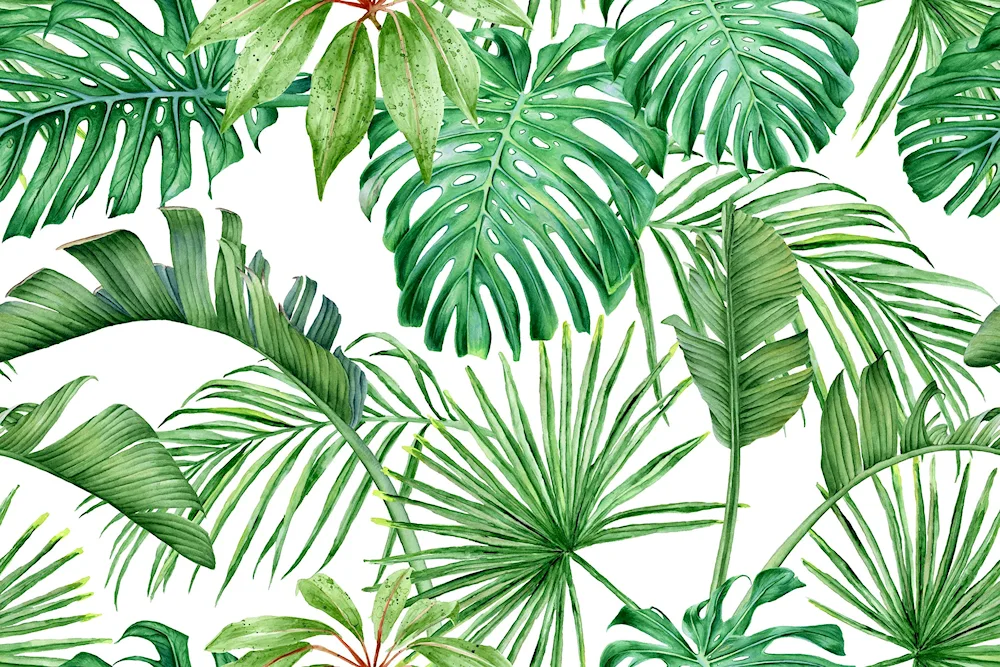 Monstera palm fern