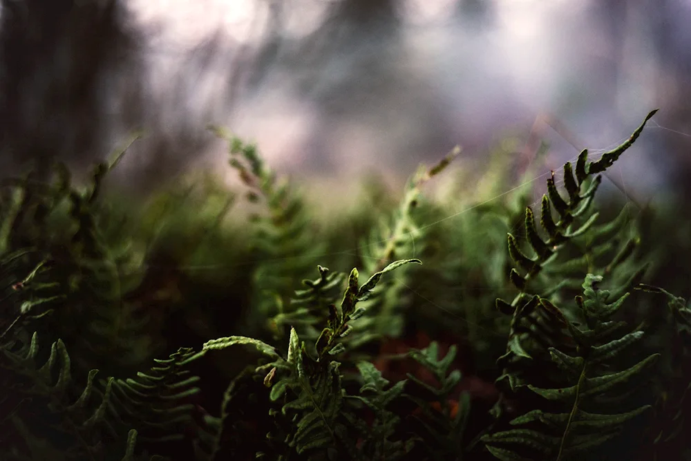 Dark green leaves